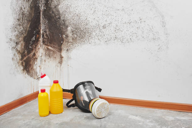 Best Mold Testing  in Spring Valley Lake, CA