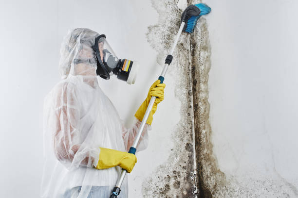 Best Local Mold Removal Service  in Spring Valley Lake, CA