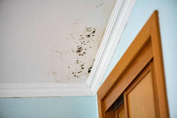 Best Office Mold Removal Services  in Spring Valley Lake, CA