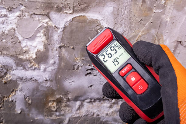 Best Certified Mold Removal  in Spring Valley Lake, CA