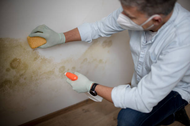 Spring Valley Lake, CA Mold Removal Company