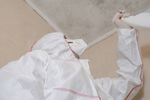 Home Mold Removal in Spring Valley Lake, CA