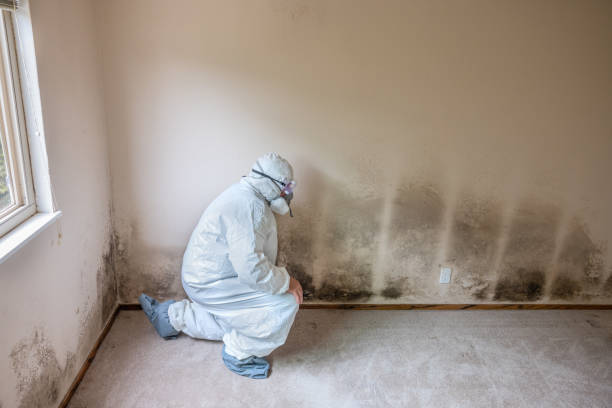 Best Toxic Mold Removal  in Spring Valley Lake, CA