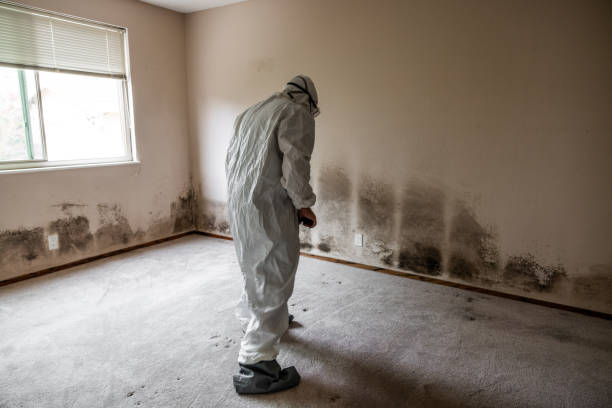Best Mold Removal Company Near Me  in Spring Valley Lake, CA
