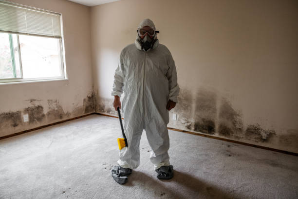 Best Residential Mold Removal  in Spring Valley Lake, CA
