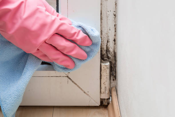 Best Fast Mold Removal  in Spring Valley Lake, CA