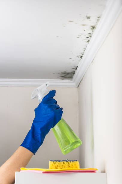 Best Commercial Mold Removal  in Spring Valley Lake, CA